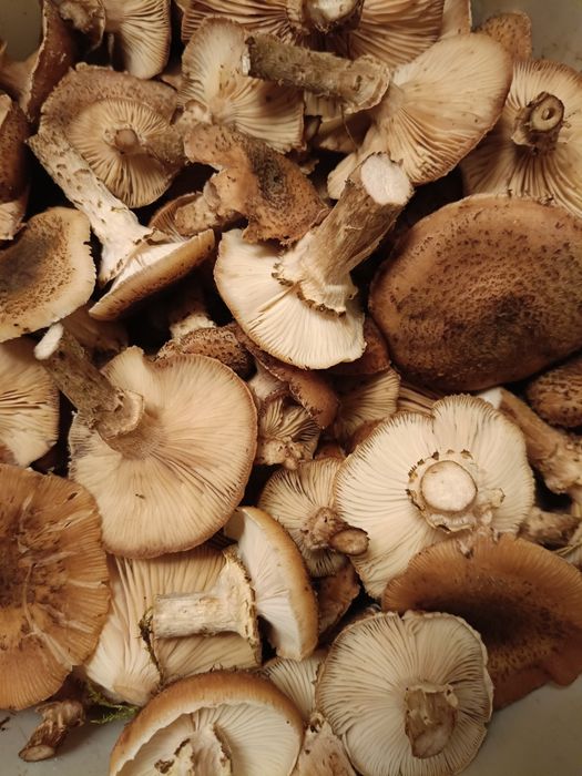 Opieńki - świeżo zebrane