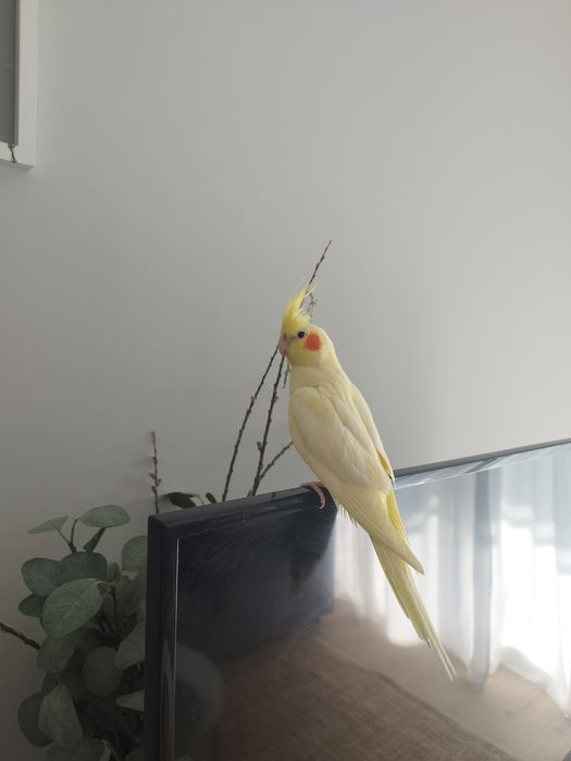 Nimfa papuga żółta