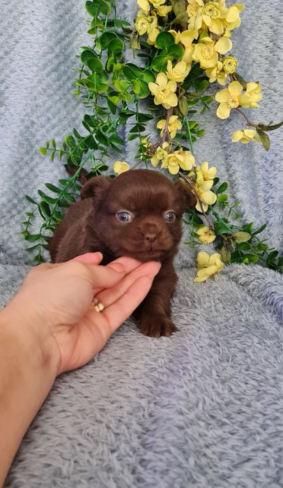 Excecional mini chocolatinha semi pelo Chihuahua/Chiuaua de Qualidade