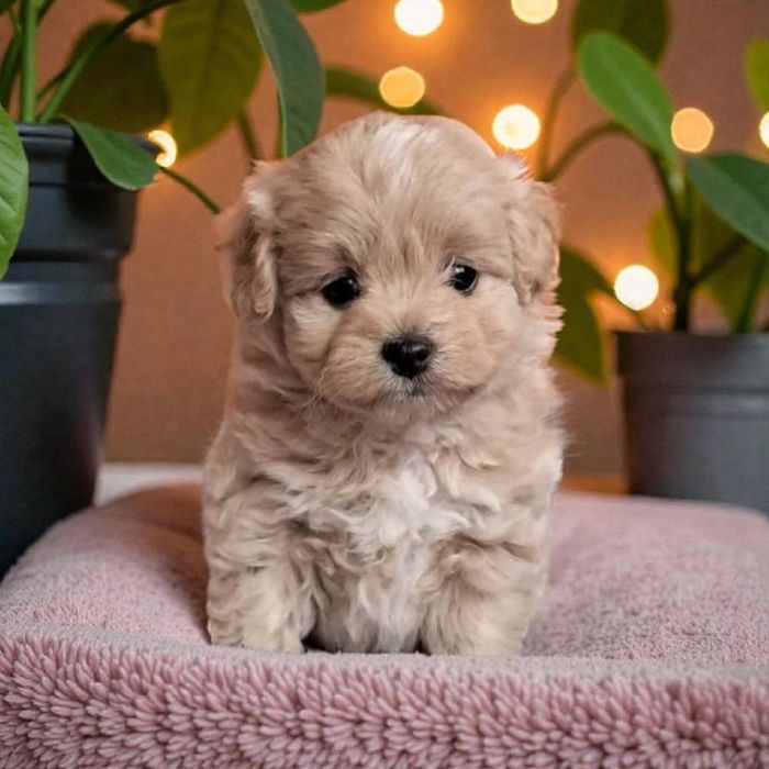 Maltipoo piesek maleńki xxs