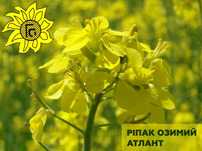 Семена рапса Атлант 2024 г. (насіння ріпаку Атлант 2024р.)