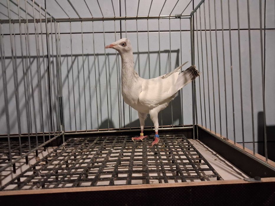 perłowe perłowy samczyki