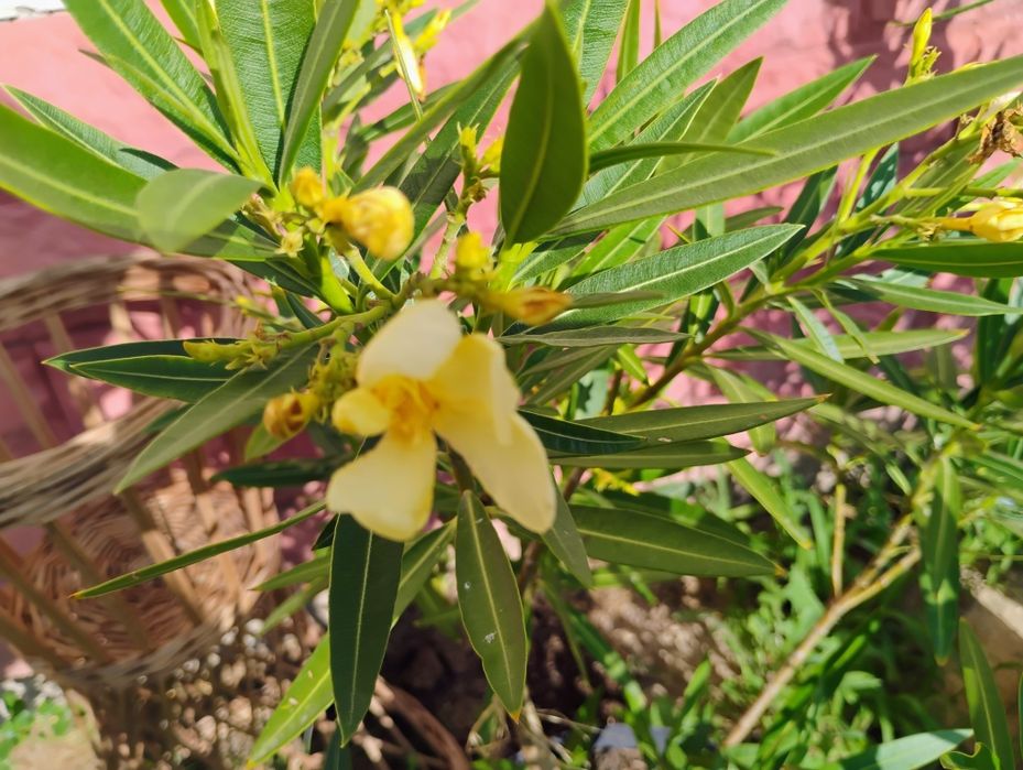 Oleander w kolorze żółtym