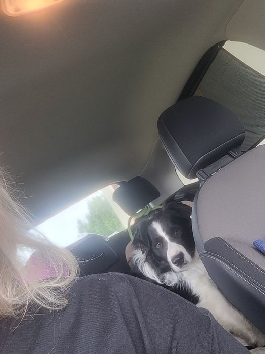 5 letni samiec border collie wykastrowany