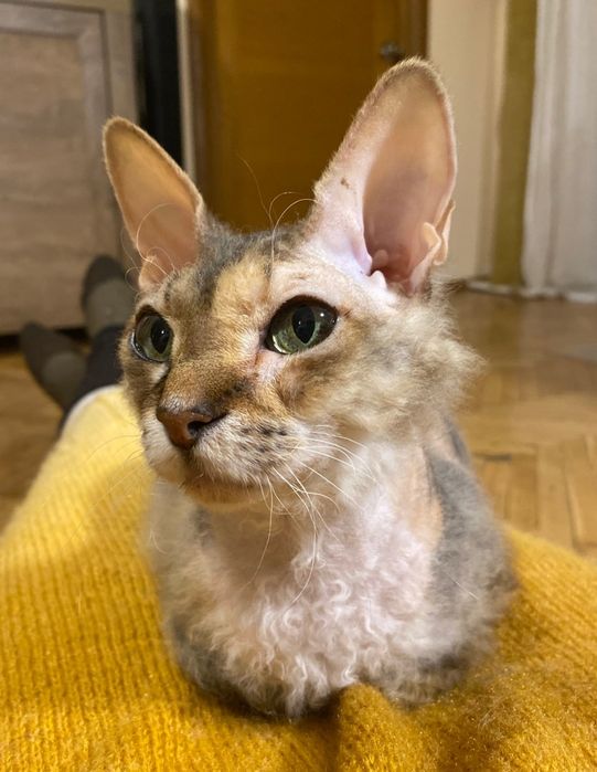 Комбинезон флисовый Lupilu, флиска, поддева. 62-68 р., на 3-6 мес.