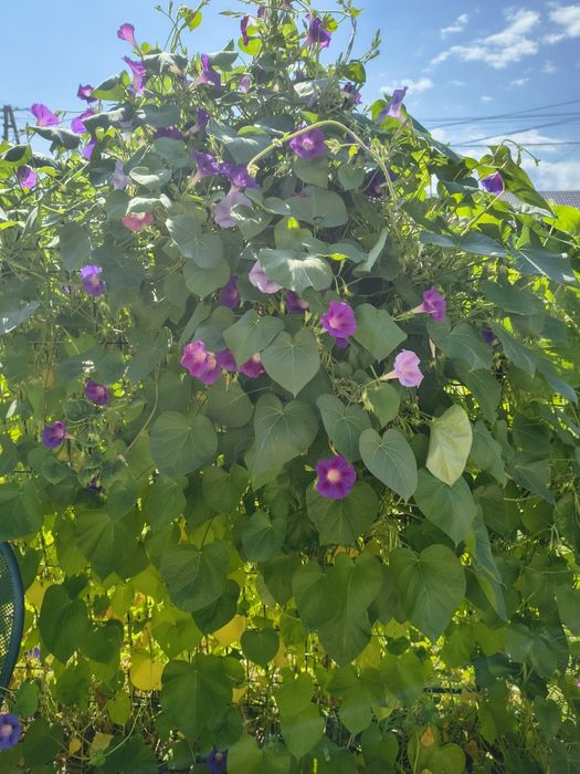 hibiskusy dwa rodzaje nasiona