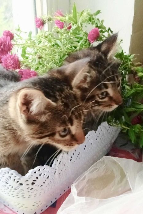 Котята-тигровые мальчики