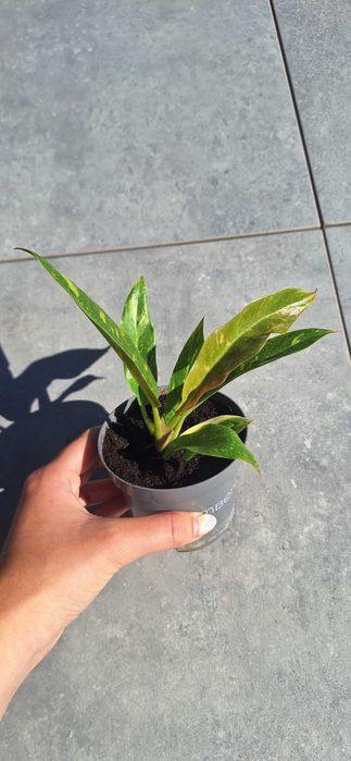 Philodendron ring of fire filodendron