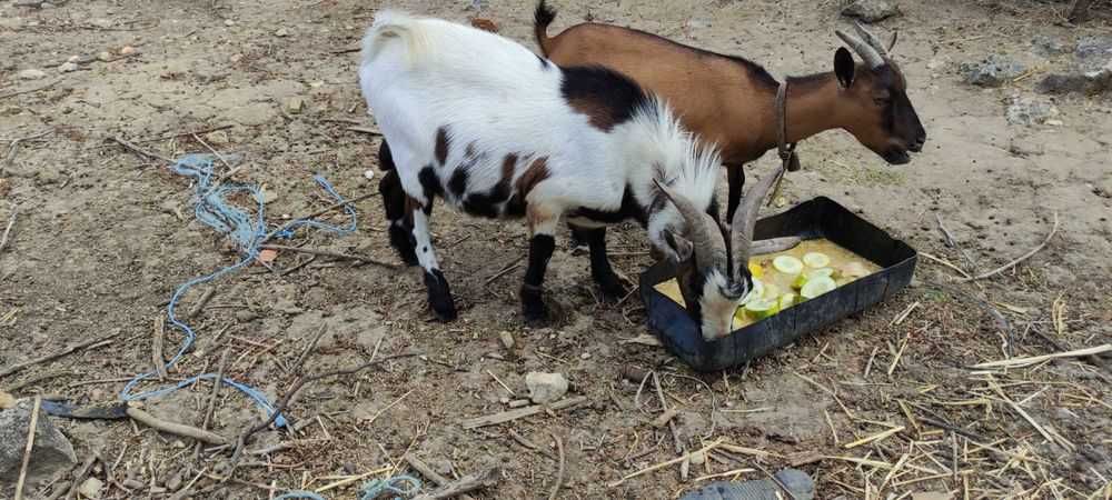 Vendo Cabras anas