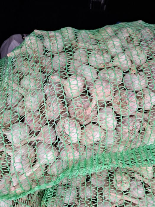 Продам часник Любаша