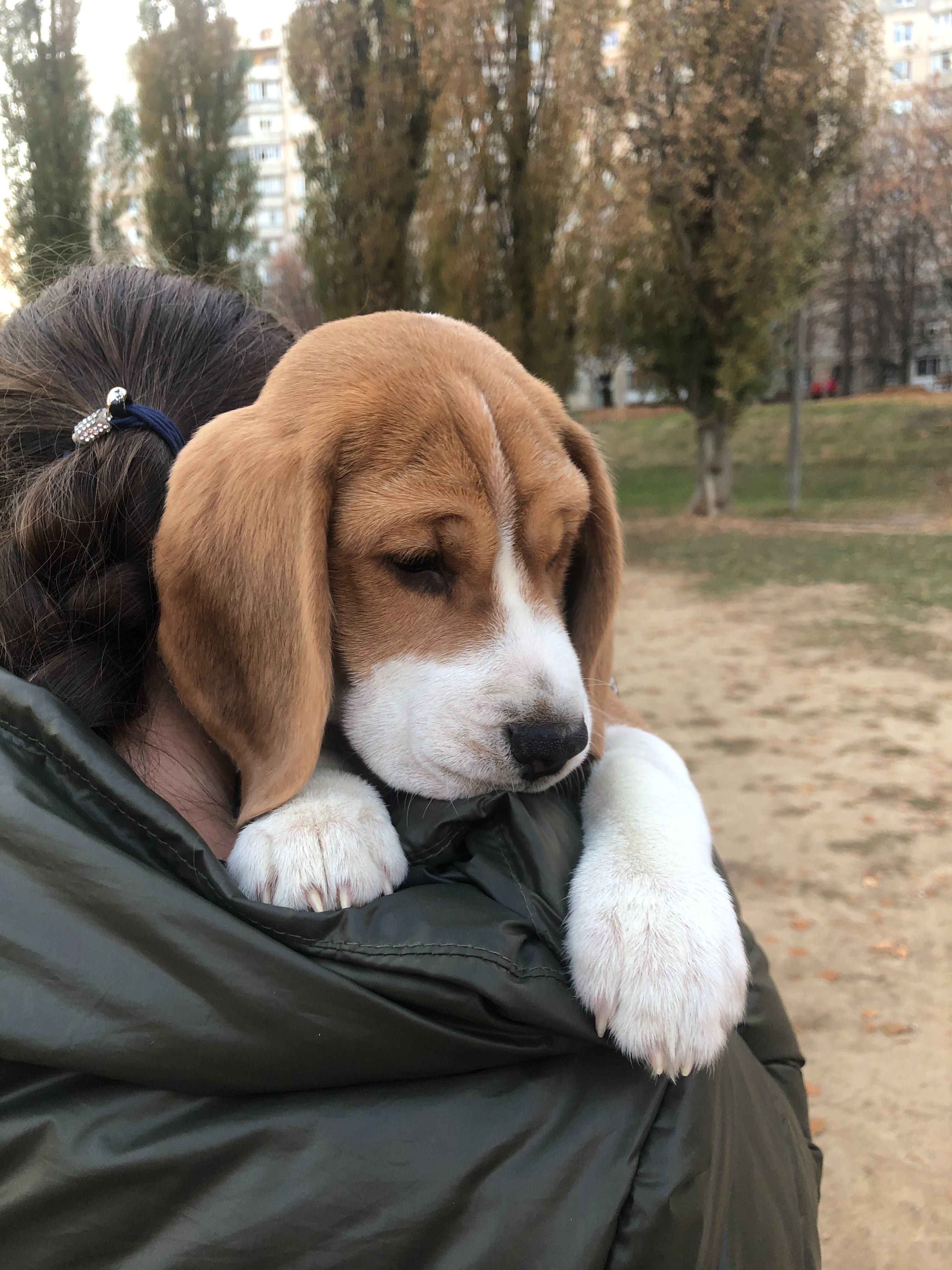 Щенки бигля мальчики и девочки