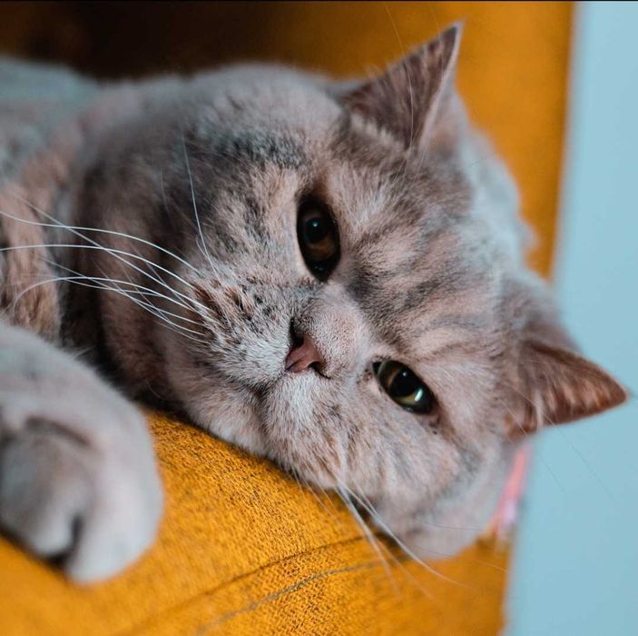 Kot brytyjski senior do adopcji
