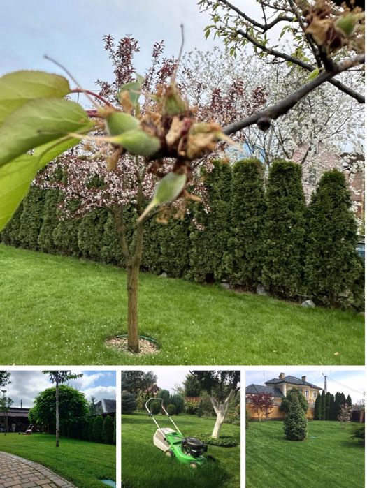 Аэрация Газону,Покос Обрізка Дерев,Кущів,Обприскування Дерев та Рослин