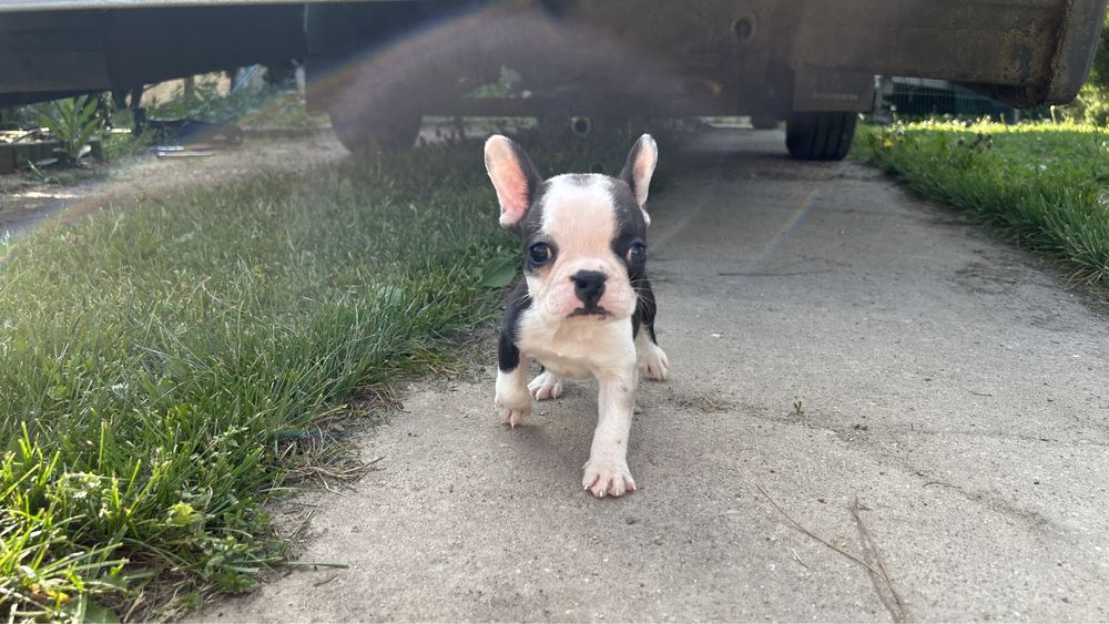 Buldog francuski czaruś gotowy do zmiany domu