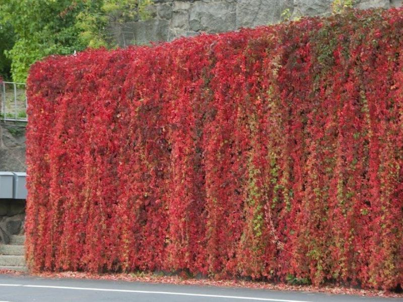 Winobluszcz pięcioklapowy na żywopłot sadzonki około 100cm
