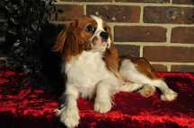 Cavalier King Charles Spaniel - prześliczne szczenię blenheim