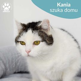 Cudowna kotka do adopcji! Poznajcie Kanię!