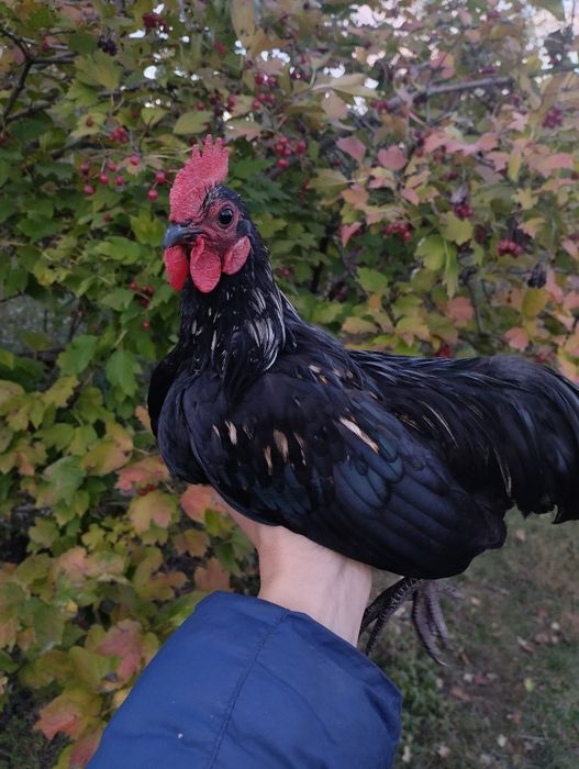 Сім'я бентамок півень+2 курочки