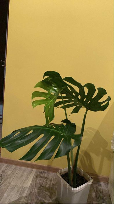 Продаю квітку  Монстера