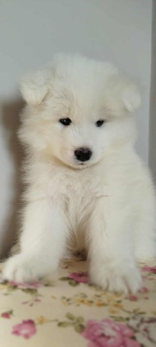 Samoyed szczenię