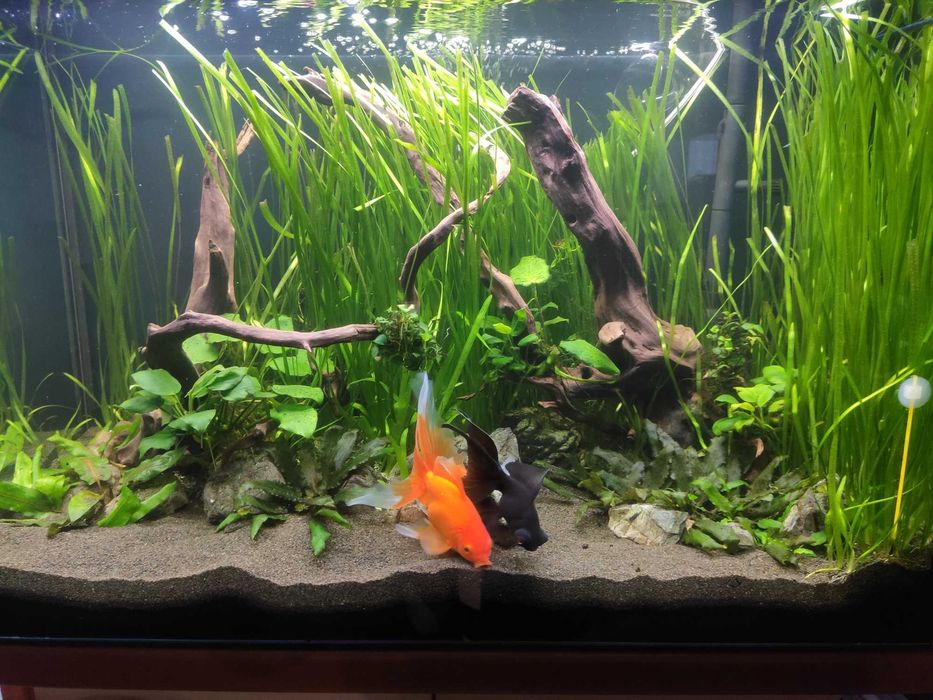 Roślina akwariowa Nurzaniec Vallisneria