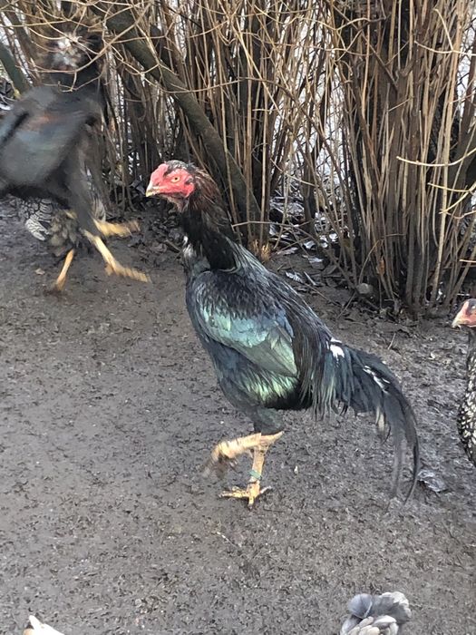 Кури бійцівських порід