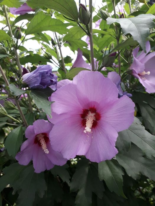 Гібіскус деревовидний, або сирійський.