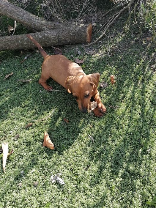 Teckel miniatura castanha