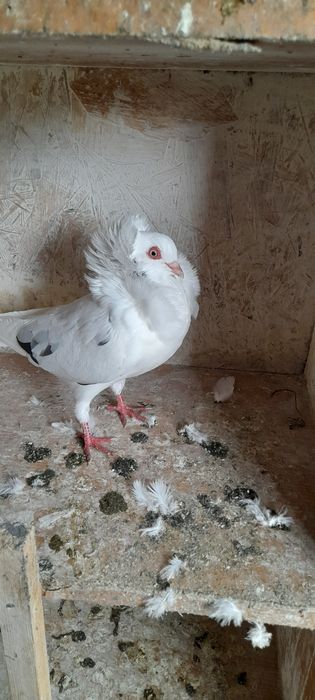 Sprzedam gołębie rasowe