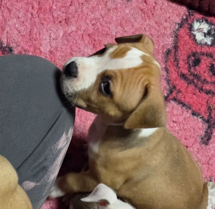 Efektowna Show Quality Suczka American Staffordshire Terrier ZKwP FCI