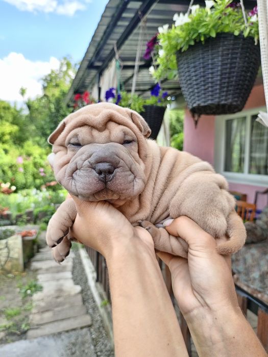 Шарпей щенки продаж