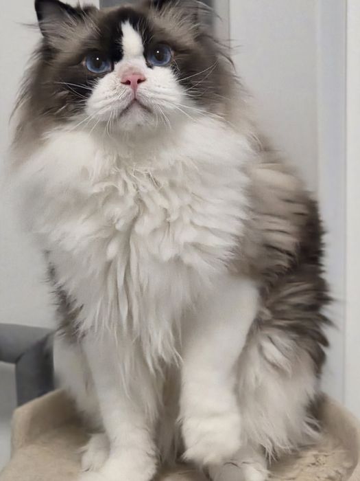 Kotek RAGDOLL kocurek blue  Bicolour