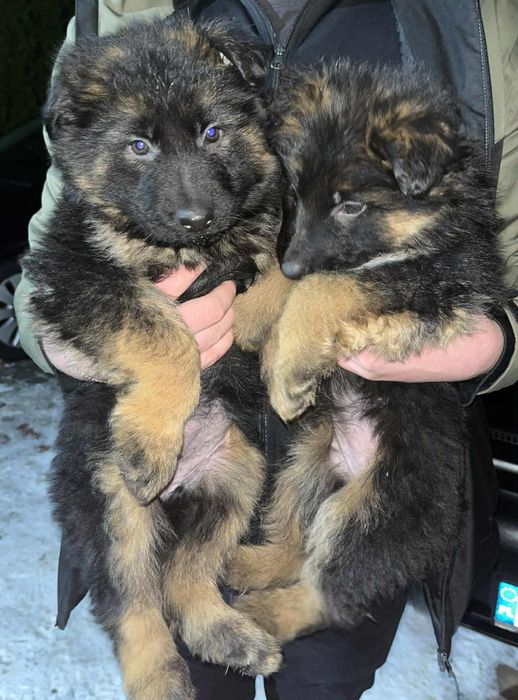 Owczarek niemiecki długowłosy