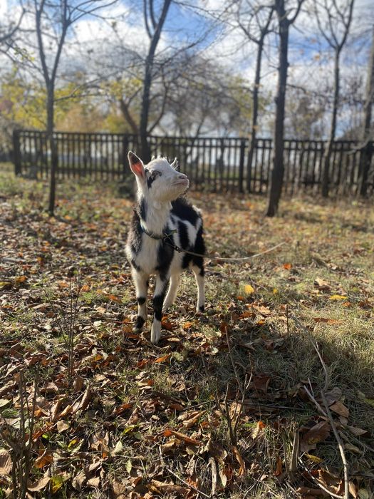 Продам четверо козенят