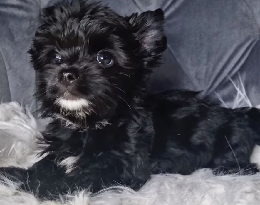 Yorkshire Terrier