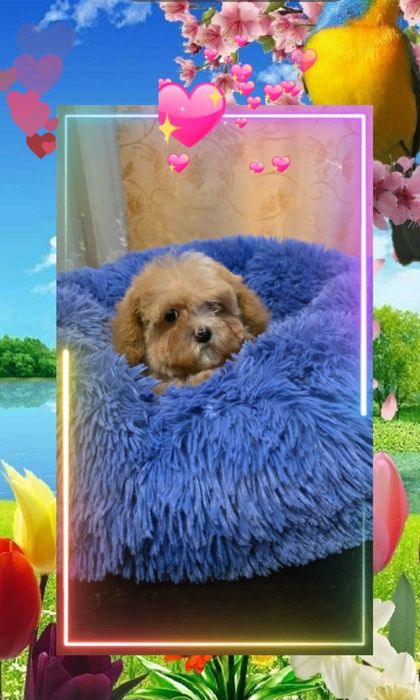 Продам Мальтипу Ф1  есть 4 девочки.