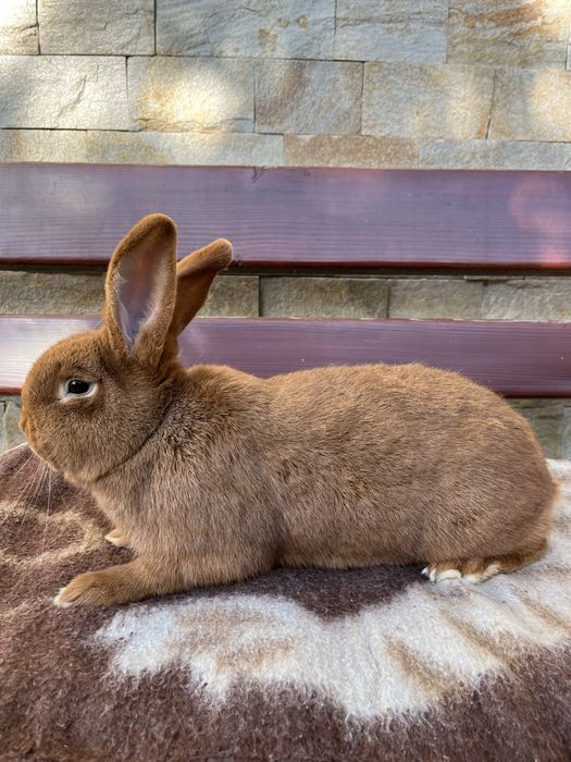 kroliki nowozelandzkie czerwone samce/samice