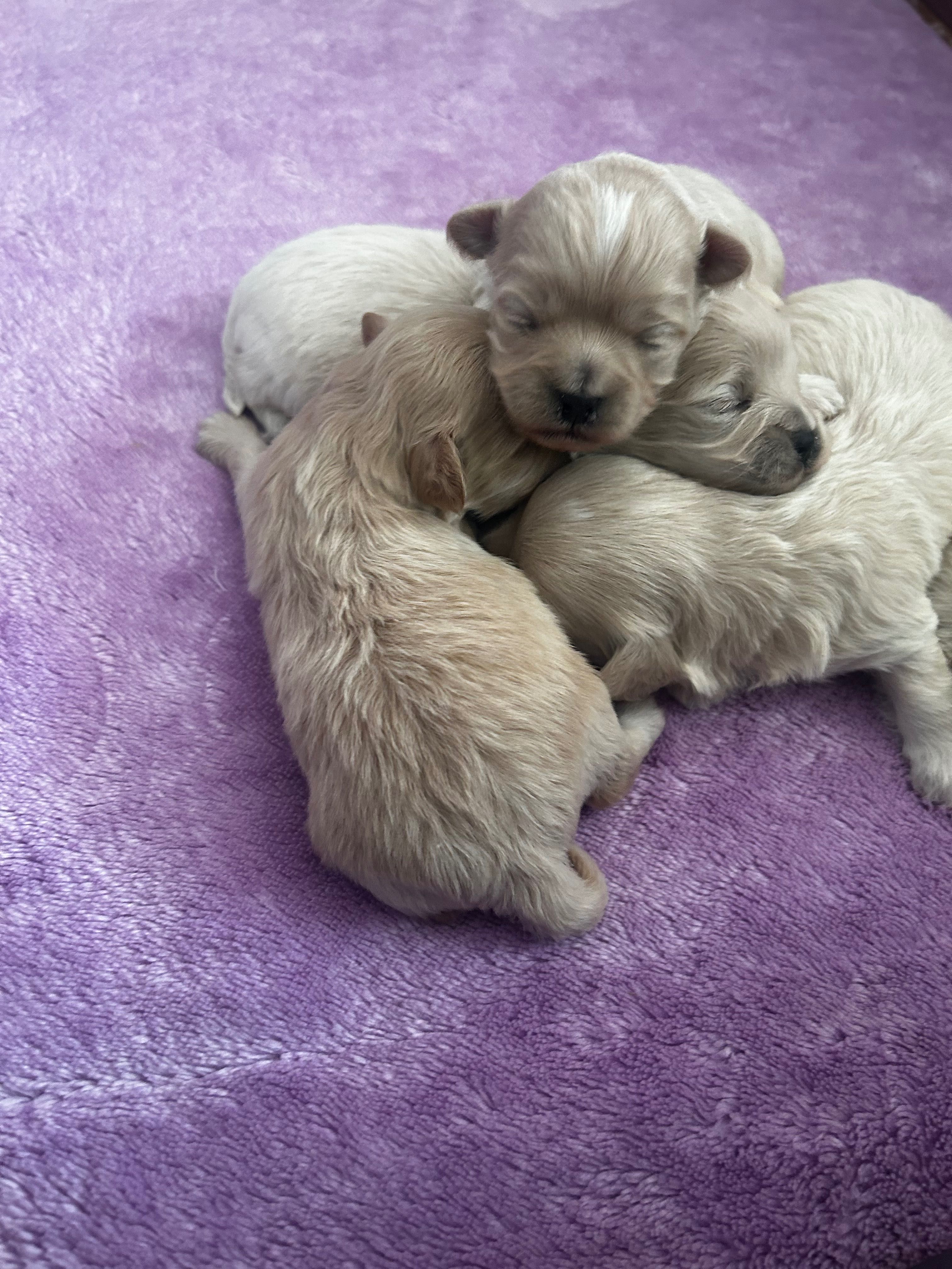 Maltipoo śliczny piesek