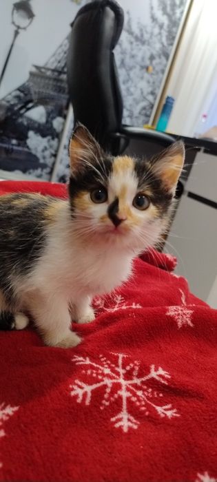 Віддам котиків в добрі руки.