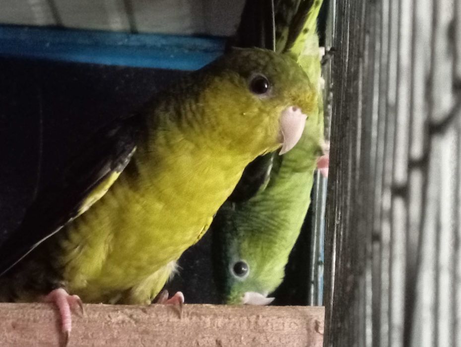 Casal de Catarinas verdes