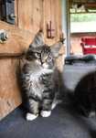 Kocurek Maine Coon
