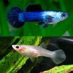 Urgente, camarões, peixes, plantas, aquário, escumador, iluminação