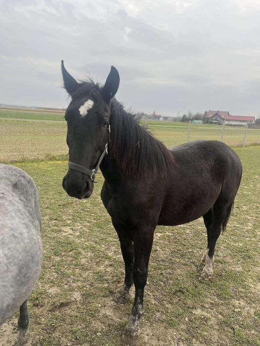 Klacz śląska 1.5 roku