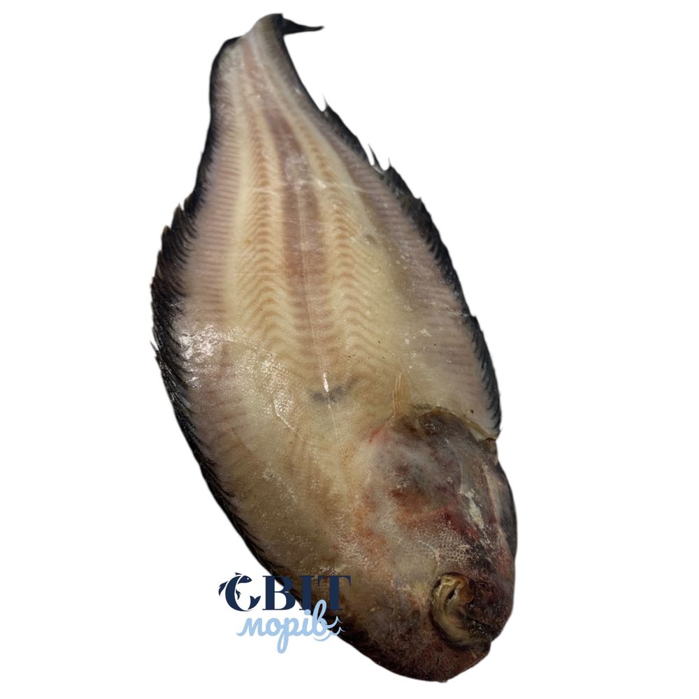 Язик морський з головою (Намібія)