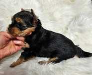 Yorkshire Terrier- sunia z rodowodem