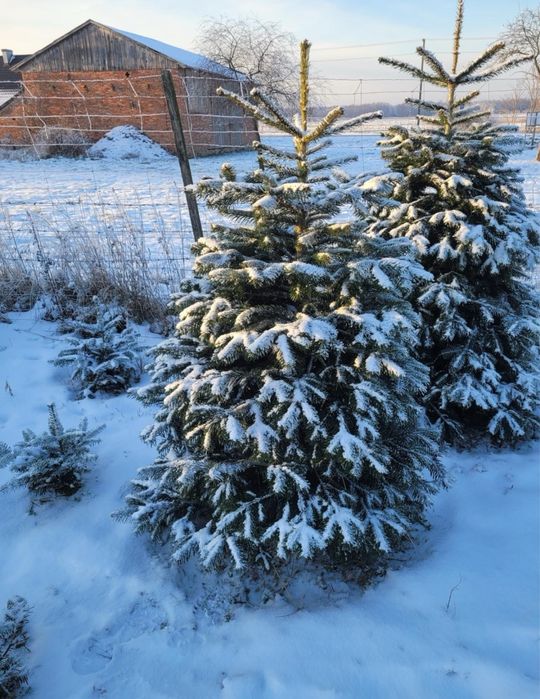 Sprzedaż Choinek – Jodła Kaukaska z dostawa pod dom.
