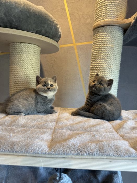 Kotki brytyjskie krótkowłose – szylkret (niebiesko-kremowe)