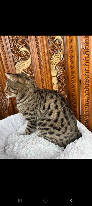 Продам котика Саванна Ф5
