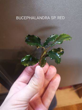 Bucephalandra Green/ Red