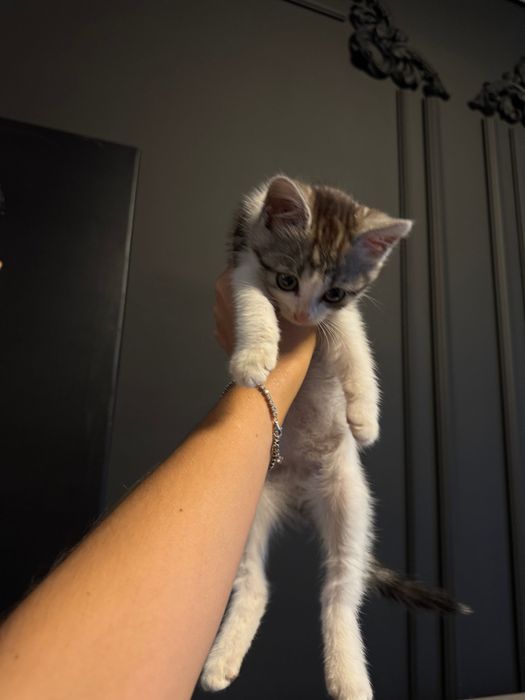 Дівчинка кошеня 1,5 міс шукає дім!